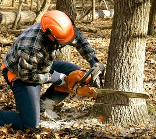 Tree Removal in Saco, MT